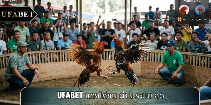 UFABET แทงไก่ชน ผ่าน ระบบ สด UFABET แทงไก่ชน ผ่าน ระบบ สด