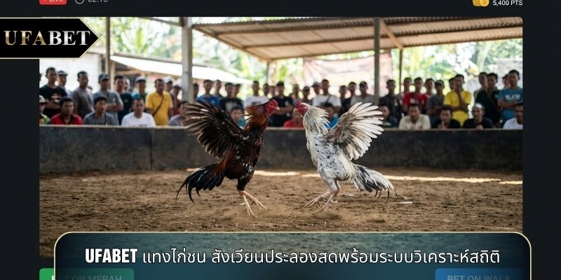 UFABET แทงไก่ชน สังเวียนประลองสดพร้อมระบบวิเคราะห์สถิติ