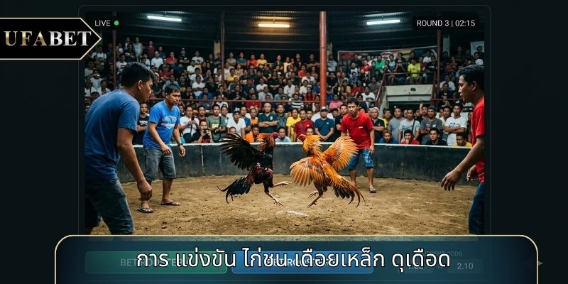 การ แข่งขัน ไก่ชน เดือยเหล็ก ดุเดือด การ แข่งขัน ไก่ชน เดือยเหล็ก ดุเดือด