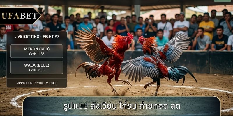 รูปแบบ สังเวียน ไก่ชน ถ่ายทอด สด รูปแบบ สังเวียน ไก่ชน ถ่ายทอด สด