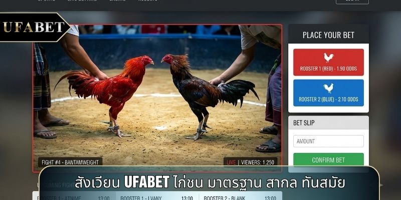 สังเวียน UFABET ไก่ชน มาตรฐาน สากล ทันสมัย สังเวียน UFABET ไก่ชน มาตรฐาน สากล ทันสมัย